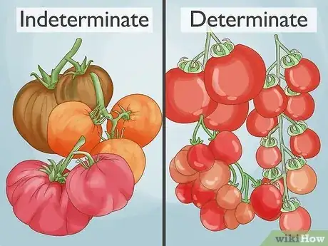 Image intitulée Prune Tomatoes Step 1