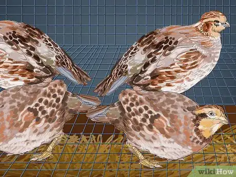 Image intitulée Raise Quail Step 17