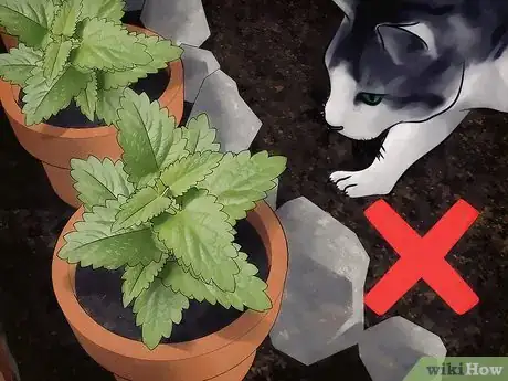 Image intitulée Grow Catnip Step 10