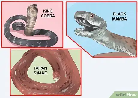 Image intitulée Differentiate Between Poisonous Snakes and Non Poisonous Snakes Step 12