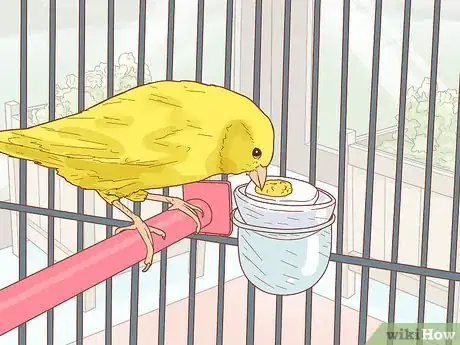 Image intitulée Care for Your Canary Step 8