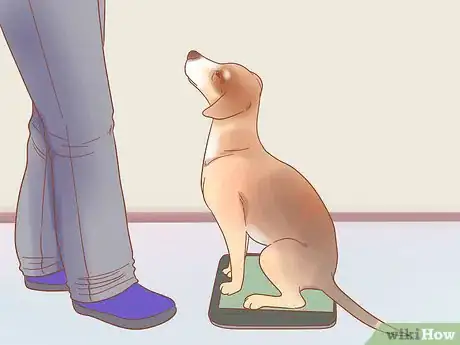 Image intitulée Determine Your Dog's Breed Step 8