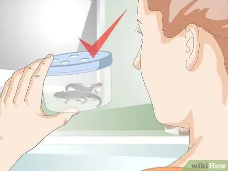 Image intitulée Care for Salamanders Step 3