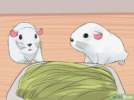 Image intitulée Care for Baby Guinea Pigs Step 8