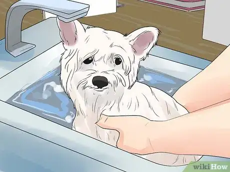 Image intitulée Groom a Westie Step 15