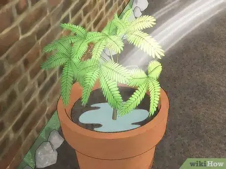 Image intitulée Grow a Sensitive Plant Step 7