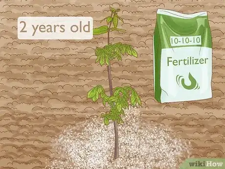Image intitulée Grow Chestnut Trees Step 16