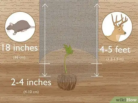 Image intitulée Grow Chestnut Trees Step 13