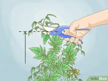 Image intitulée Prune Tomatoes Step 9