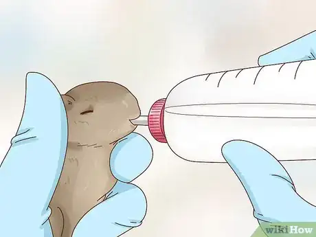 Image intitulée Care for a Baby Wild Rabbit Step 10