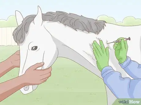 Image intitulée Give a Horse an Injection Step 7