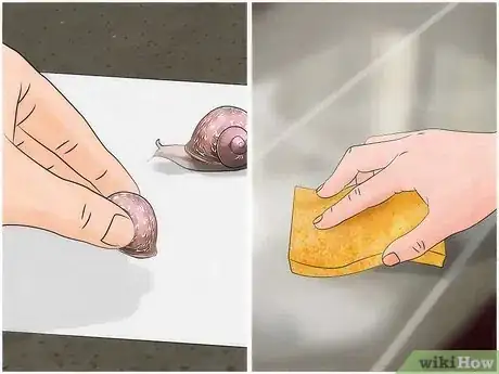 Image intitulée Care for Garden Snails Step 16