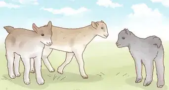 prendre soin de chevreaux
