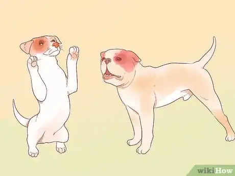 Image intitulée Determine Your Dog's Breed Step 9