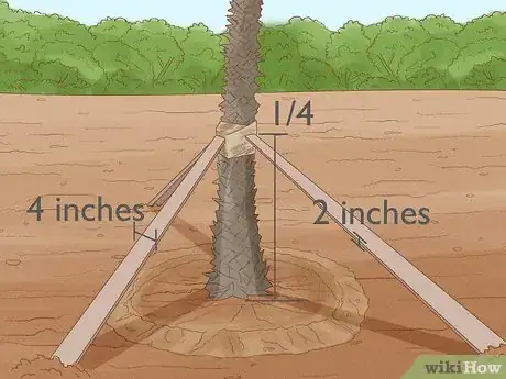 Image intitulée Plant a Palm Tree Step 12