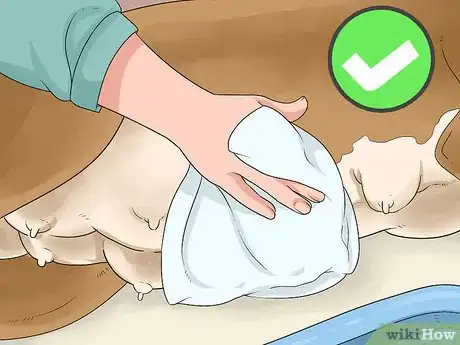 Image intitulée Treat Mother Dogs with Sore or Infected Nipples Step 10