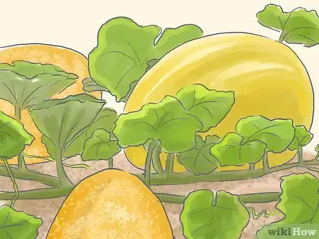 Image intitulée Grow Spaghetti Squash Step 8