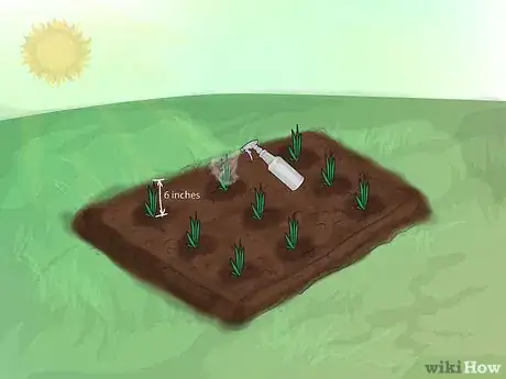 Image intitulée Grow Gladiolus Step 12