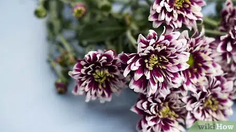 Image intitulée Make a Flower Crown Step 12