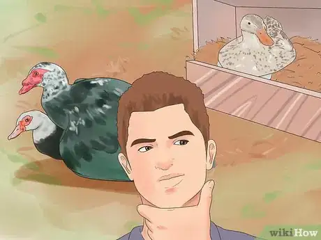 Image intitulée Breed Ducks Step 19