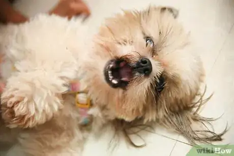 Image intitulée Play With Your Puppy Step 4