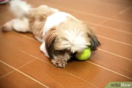 Image intitulée Play With Your Puppy Step 2