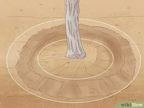 Image intitulée Plant a Palm Tree Step 11