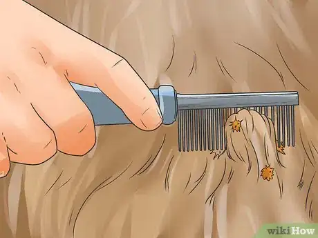 Image intitulée Get Burrs Out of Dog Hair Step 5