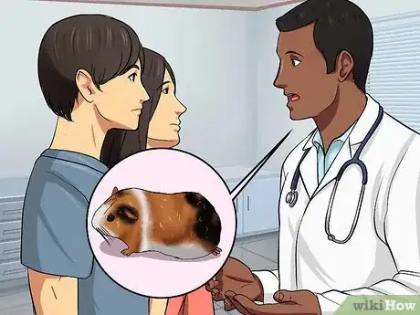 Image intitulée Tell if Your Guinea Pig Is Pregnant Step 8