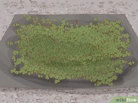 Image intitulée Remove an Ivy Plant Step 13