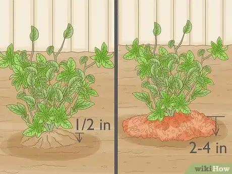 Image intitulée Grow Blueberries Step 11