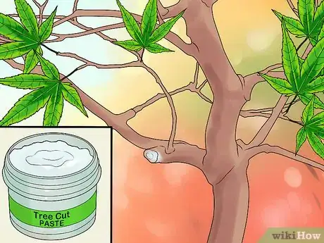 Image intitulée Prune Japanese Maple Trees Step 20