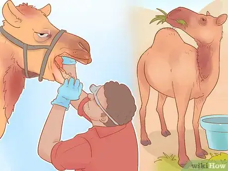 Image intitulée Buy a Camel Step 12