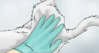 reconnaître les signes de dysplasie des hanches chez un chien