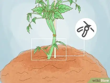 Image intitulée Prune Tomatoes Step 3