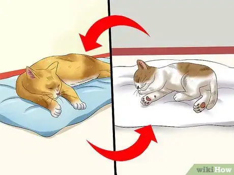 Image intitulée Separate Kittens from a Mother Cat for Adoption Step 22