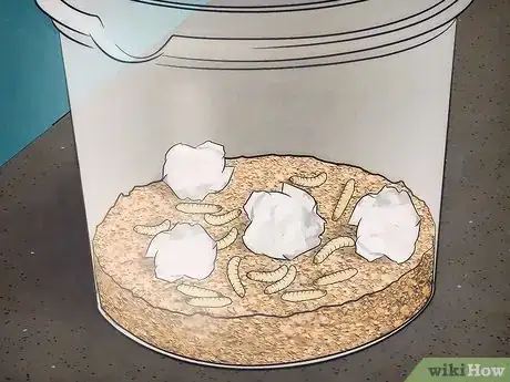Image intitulée Breed Waxworms Step 7