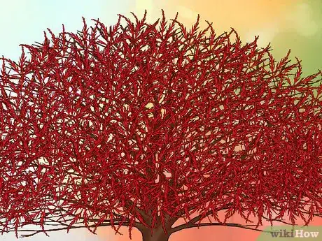 Image intitulée Prune Japanese Maple Trees Step 16