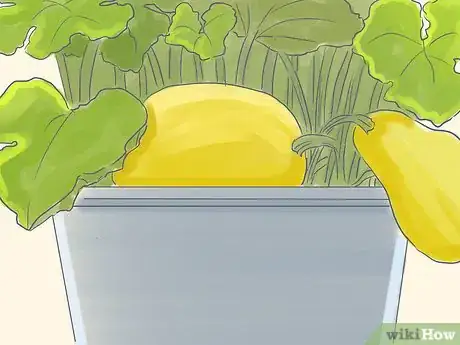 Image intitulée Grow Spaghetti Squash Step 9