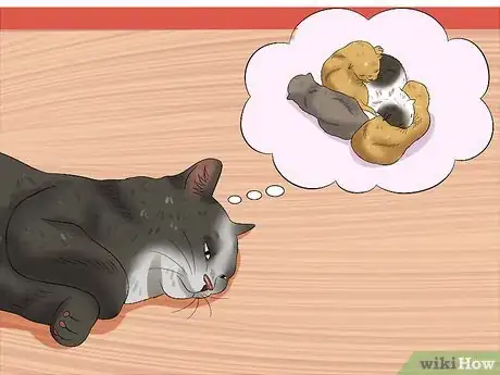 Image intitulée Separate Kittens from a Mother Cat for Adoption Step 11