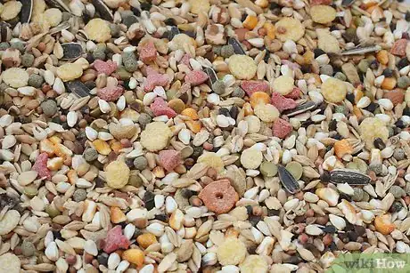 Image intitulée Care for a Hamster Step 21