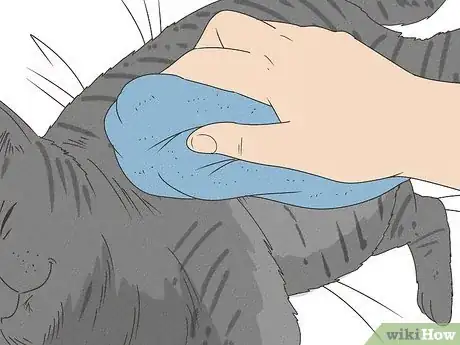 Image intitulée Get Mousetrap Glue Off a Cat Step 5