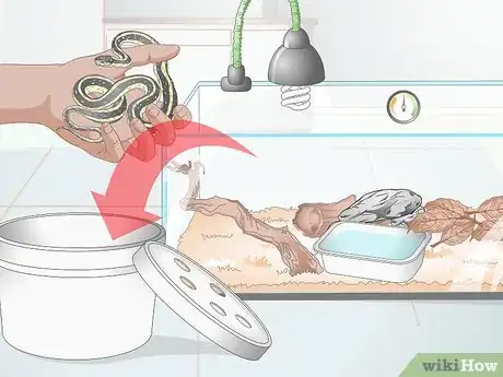 Image intitulée Take Care of a Garter Snake Step 14