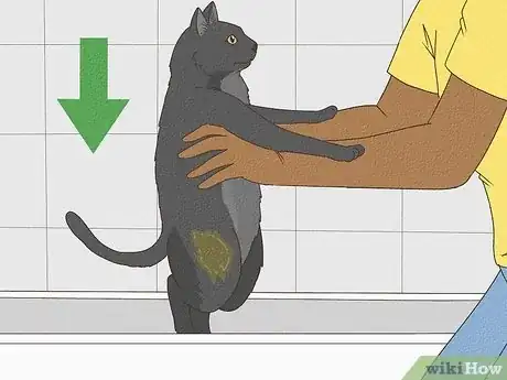 Image intitulée Get Mousetrap Glue Off a Cat Step 8