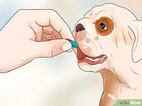 Image intitulée Help Dogs with Joint Problems and Stiffness Step 14