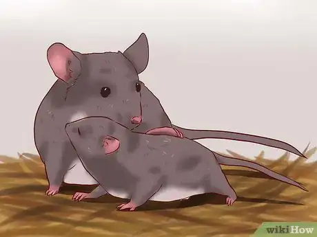 Image intitulée Care for Baby Mice Step 2