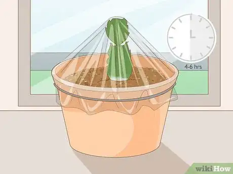 Image intitulée Propagate Christmas Cactus Step 11