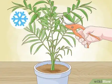 Image intitulée Prune Houseplants Step 2