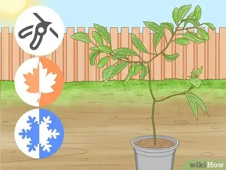 Image intitulée Prune an Avocado Tree in a Pot Step 6