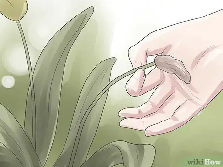 Image intitulée Grow Tulips Step 11